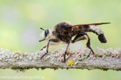 86 Große Mordfliege - Laphria gibbosa ♂