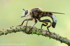 87 Große Mordfliege - Laphria gibbosa ♂