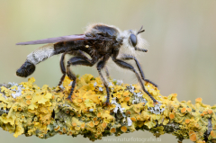 88 Große Mordfliege - Laphria gibbosa ♂