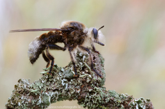 84 Große Mordfliege - Laphria gibbosa ♀