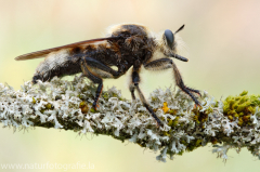 83 Große Mordfliege - Laphria gibbosa ♀