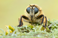 98 Große Mordfliege - Laphria gibbosa ♀