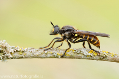 80 Gemeine Mordfliege - Choerades marginata ♀