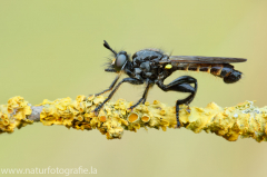 78 Gemeine Mordfliege - Choerades marginata ♂