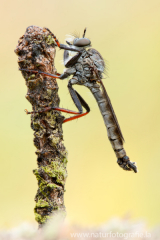 81 Nordische Raubfliege - Rhadiurgus variabilis ♂