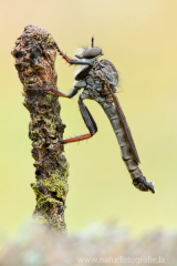 82 Nordische Raubfliege - Rhadiurgus variabilis ♂