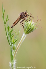 33 Raubfliege - Asilidae