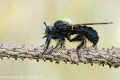 75 Sattel-Mordfliege - Laphria ephippium ♀