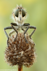 41 Raubfliege - Asilidae