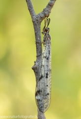 6 Geflecktflüglige Ameisenjungfer