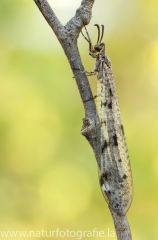 7 Geflecktflüglige Ameisenjungfer