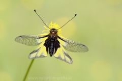 Insekten &raquo; Jungfern, Hafte