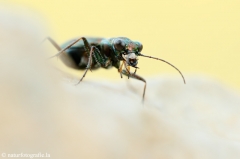 10 Deutscher Sandlaufkäfer