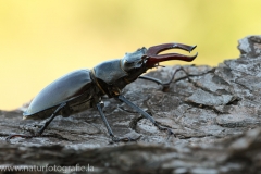 2 Hirschkäfer - Lucanus cervus