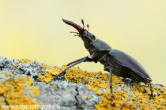 3 Hirschkäfer - Lucanus cervus