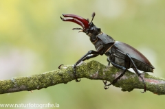 1 Hirschkäfer - Lucanus cervus