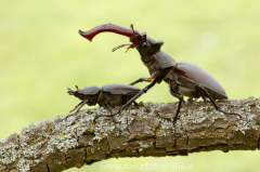 21 Hirschkäfer - Lucanus cervus ♂♀