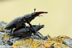 4 Hirschkäfer - Lucanus cervus