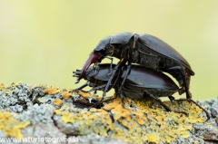 5 Hirschkäfer - Lucanus cervus