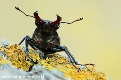 6 Hirschkäfer - Lucanus cervus