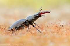 14 Hirschkäfer - Lucanus cervus