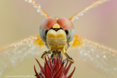 163 Frühe Heidelibelle - Sympetrum fonscolombii ♀