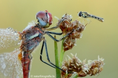 Insekten