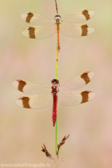 161 Gebänderte Heidelibelle - Sympetrum pedemontanum ♀♂