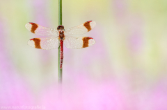 167 Gebänderte Heidelibelle - Sympetrum pedemontanum ♂