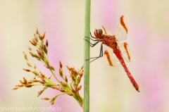 168 Gebänderte Heidelibelle - Sympetrum pedemontanum ♂