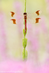 170 Gebänderte Heidelibelle - Sympetrum pedemontanum ♂