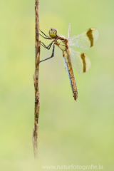 165 Gebänderte Heidelibelle - Sympetrum pedemontanum ♀