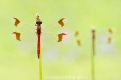 166 Gebänderte Heidelibelle - Sympetrum pedemontanum ♂♀