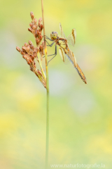 164 Gebänderte Heidelibelle - Sympetrum pedemontanum ♀