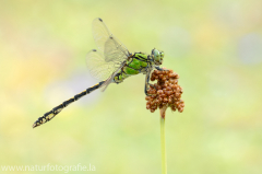 156 Grüne Flussjungfer - Ophiogomphus cecilia ♂