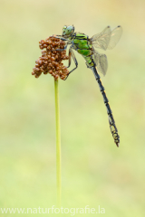 157 Grüne Flussjungfer - Ophiogomphus cecilia ♂