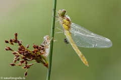 141 Große Heidelibelle