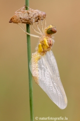 147 Große Heidelibelle