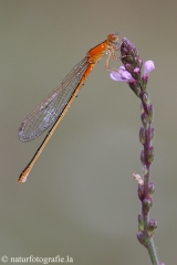 105 Kleine Pechlibelle - Ischnura pumilio