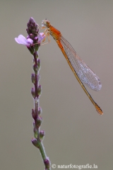 108 Kleine Pechlibelle - Ischnura pumilio