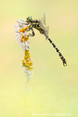 159 Kleine Zangenlibelle - Onychogomphus forcipatus ♂