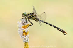 158 Kleine Zangenlibelle - Onychogomphus forcipatus ♂