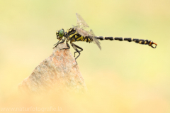 160 Kleine Zangenlibelle - Onychogomphus forcipatus ♂