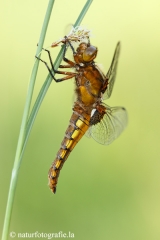 45 Plattbauch - Libellula depressa