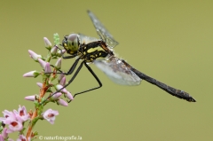 29 Schwarze Heidelibelle