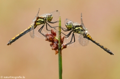 32 Schwarze Heidelibelle