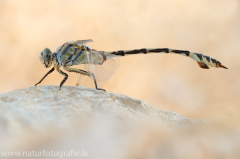 176 Seedrache – Lindenia tetraphylla ♂