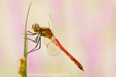 175 Sumpf-Heidelibelle - Sympetrum depressiusculum ♂