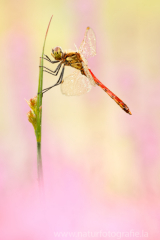 174 Sumpf-Heidelibelle - Sympetrum depressiusculum ♂