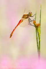 173 Sumpf-Heidelibelle - Sympetrum depressiusculum ♂